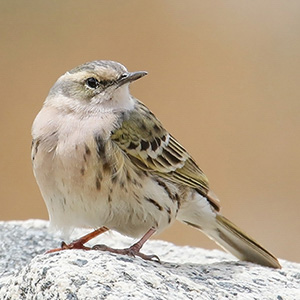 Rosy Pipit